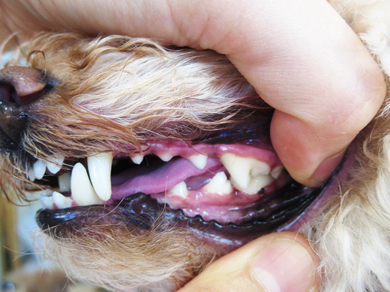 健康な犬の口で鼻と口の粘膜の薄さを説明している