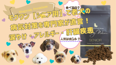 モグワンドッグフード ＜シニア用＞で老犬の病気対策を専門家が直言！涙やけ・アレルギー・肝臓疾患