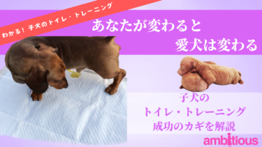 わかる！子犬のトイレ・トレーニング