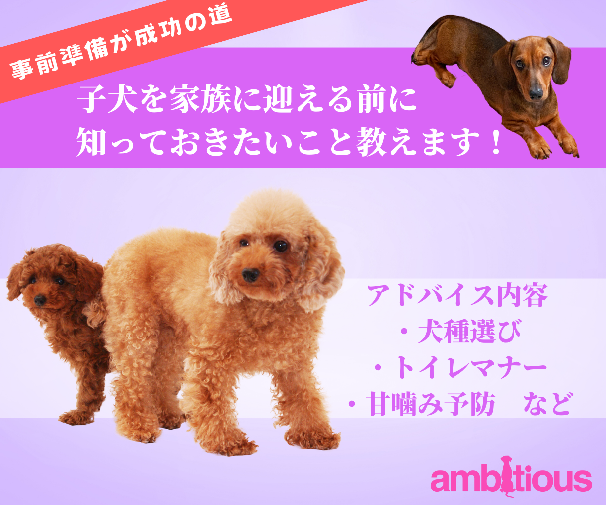 アンビシャス三島毅のココナラ内本格的な子犬を購入する前に準備するべき大切なことについて電話相談をお受けしています。