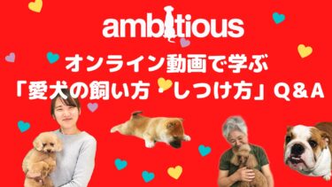 犬プロフェッショナル「アンビシャス」が愛犬の飼い方・しつけ方の向上に貢献するために過去にまとめたQ＆A動画を見やすくまとめたサイト紹介です。