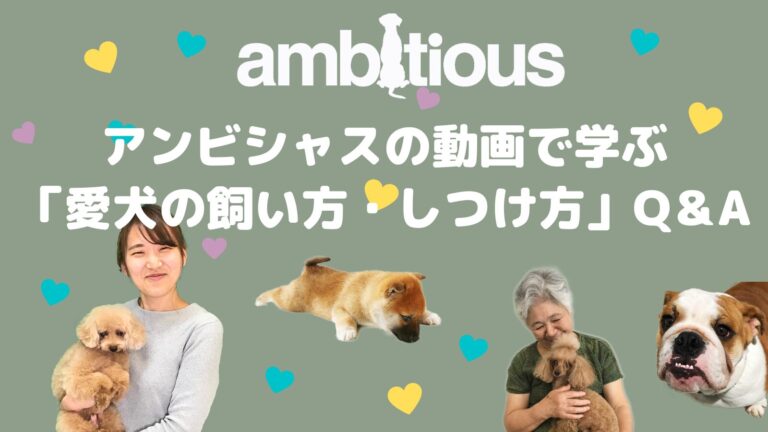 アンビシャス動画でわかる愛犬のしつけ方Q＆A