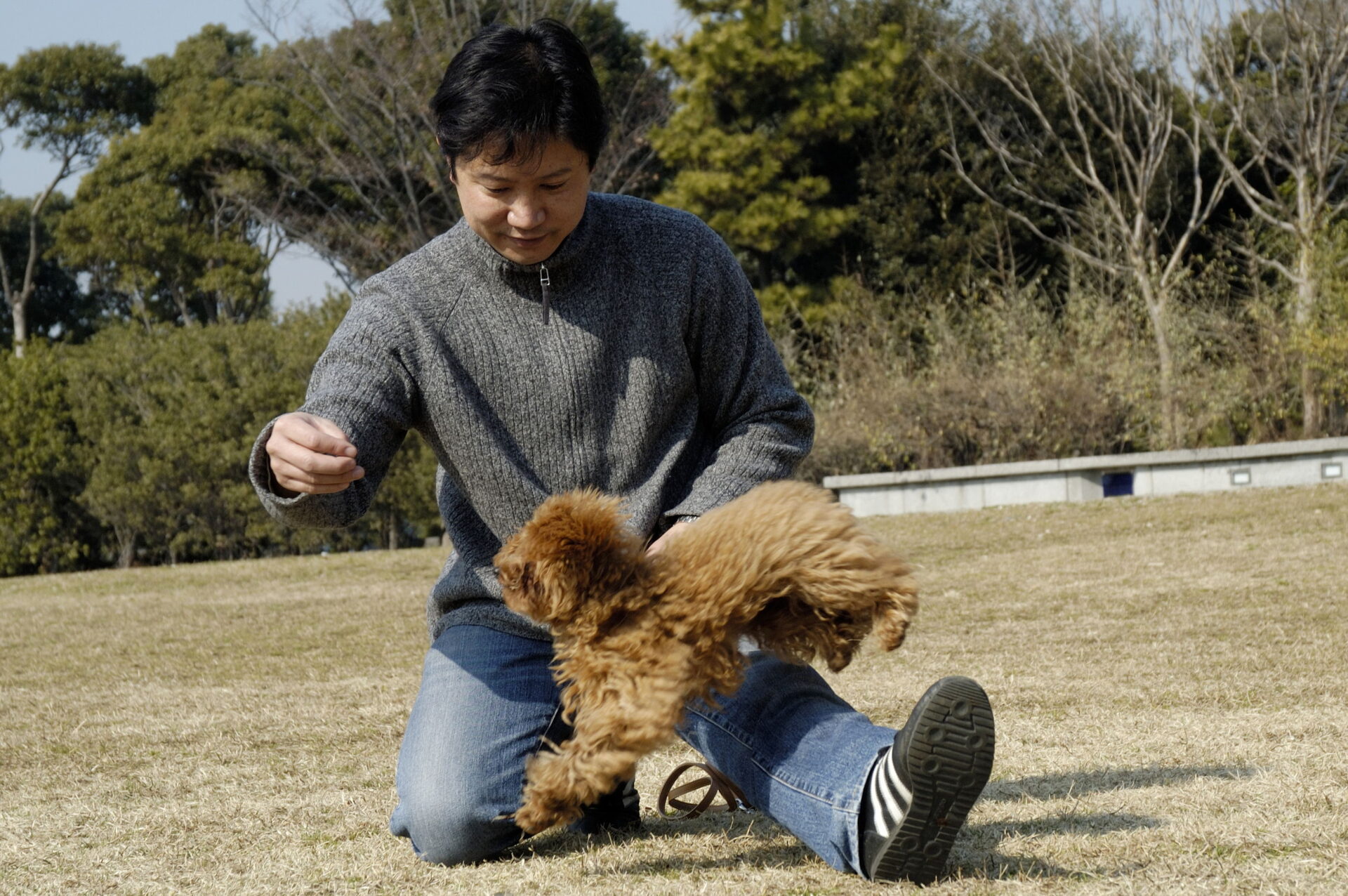 アンビシャス三島毅の家庭犬トイプードルのしつけ