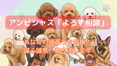 アンビシャスの老犬・病犬介護の疲れや悩み、治療方針の問題などなんでも寄り添うオンライン相談